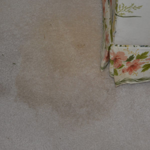 carpet cleaning service long beach dry carpet cleaning - pet stain before