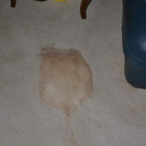 carpet cleaning service long beach dry carpet cleaning - coffee stain before